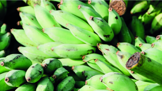 biomassa de banana verde