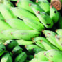biomassa de banana verde