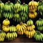banana prende ou solta o intestino